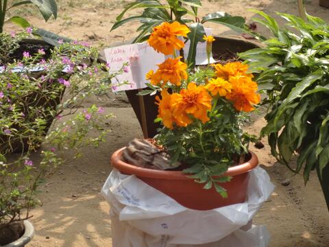 Flower Show by the Youth of CBC (Youth Festival first day.)