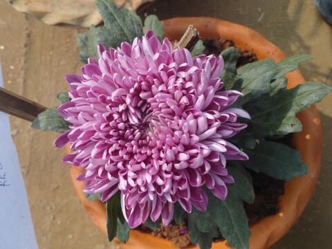 Flower Show by the Youth of CBC (Youth Festival first day.)